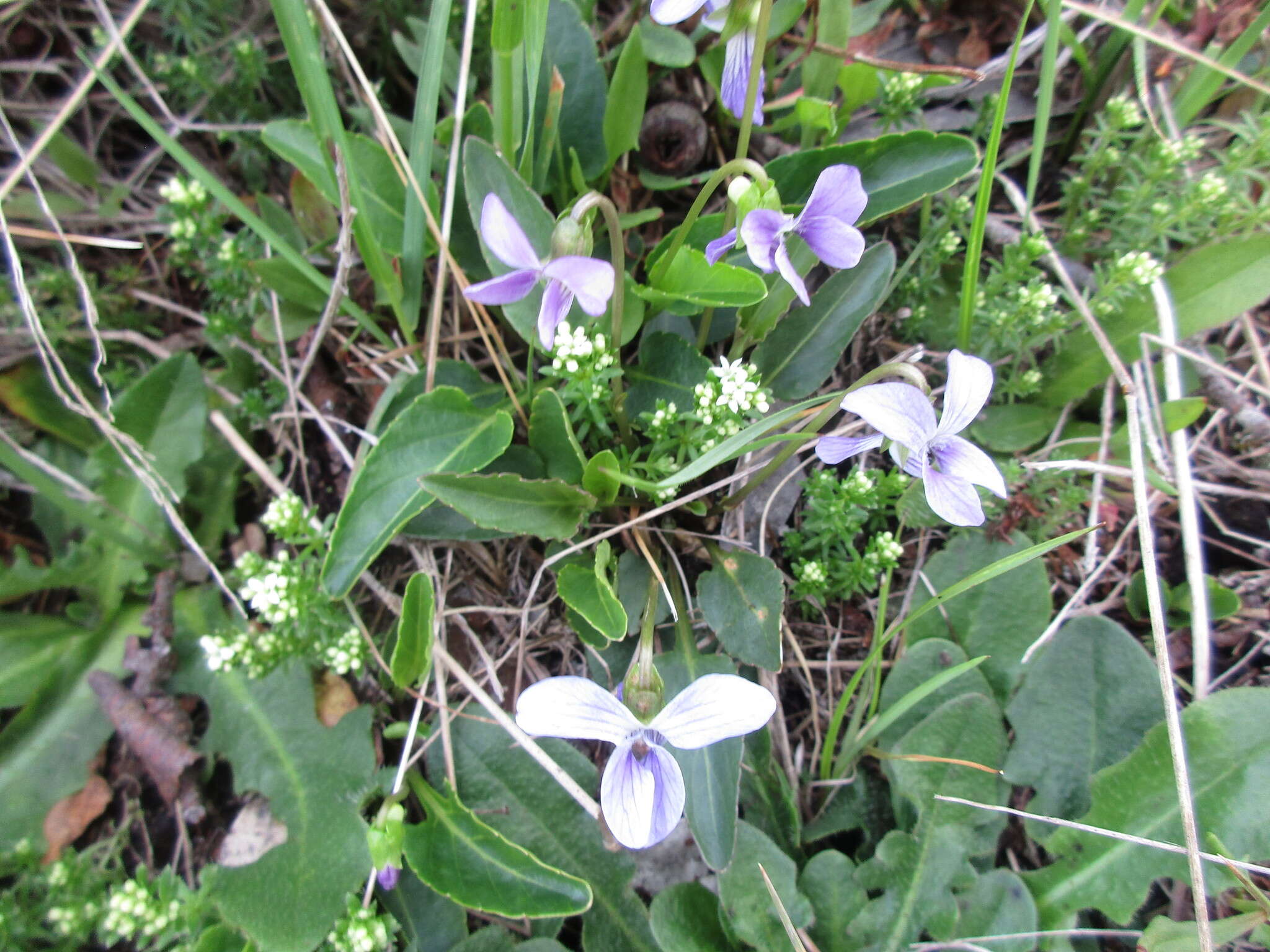 Image de Viola betonicifolia subsp. betonicifolia