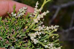 Image of Willowmore Cypress