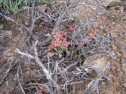 Image of Crassula capitella subsp. thyrsiflora (Thunb.) Tölken