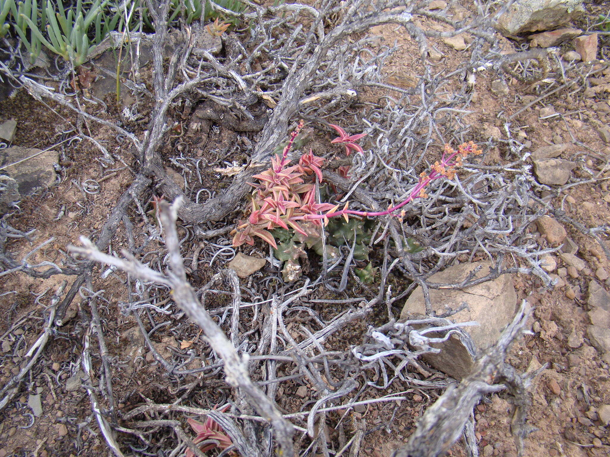 Image of Crassula capitella subsp. thyrsiflora (Thunb.) Tölken