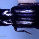 Sivun Bradycellus (Lipalocellus) nigrinus (Dejean 1829) kuva