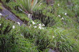 Image de Vellozia candida J. C. Mikan