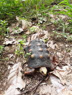 Image of Red-footed Tortoise