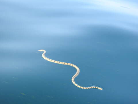 Image of Yellow Sea Snake