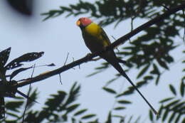 Image of Plum-headed Parakeet