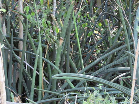 Image of African bowstring hemp