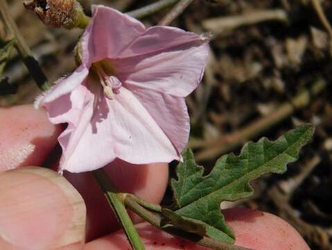 Image of Convolvulus capensis Burm. fil.