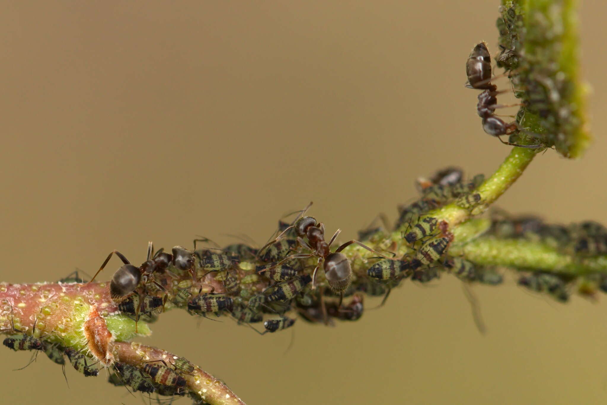 Sivun Callipterinella tuberculata (von Heyden 1837) kuva