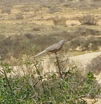 Image of Arabian Babbler