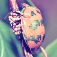 Image of cotton harlequin bug