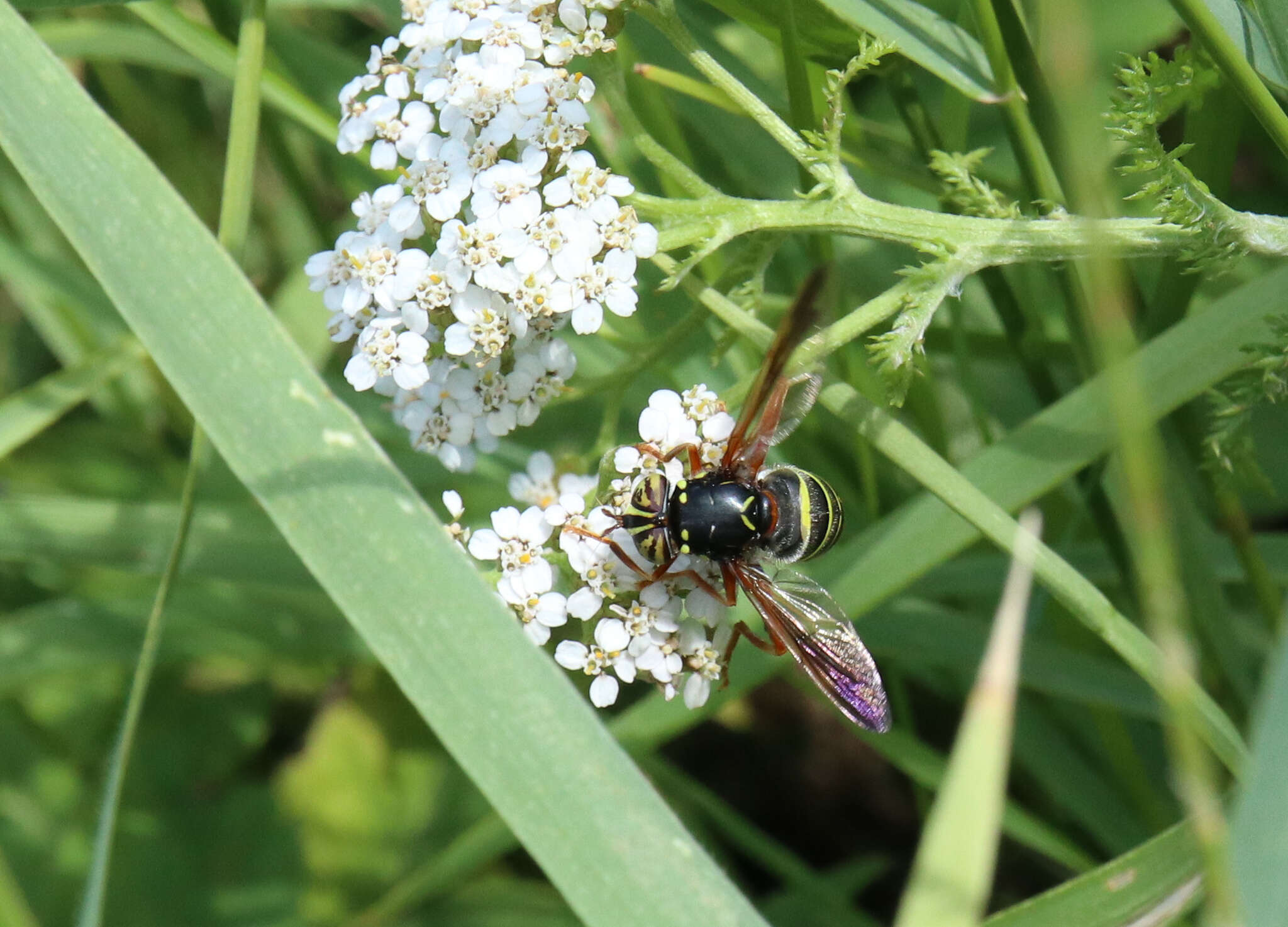 Image of Spilomyia diophthalma (Linnaeus 1758)