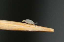 Image of Aphid