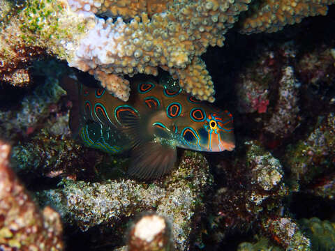 Image of Picturesque dragonet