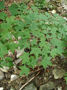 Acer cappadocicum subsp. cappadocicum resmi