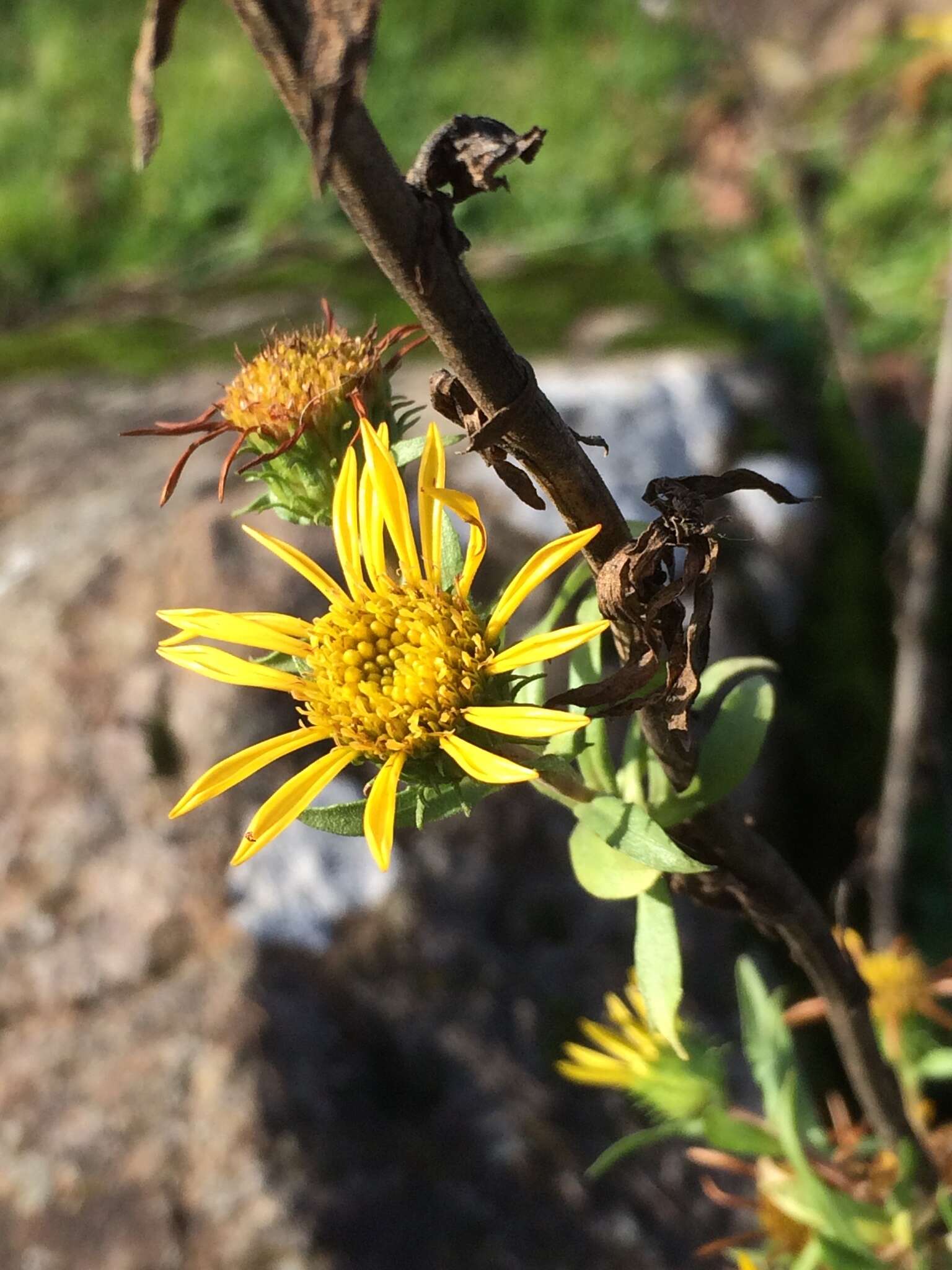 Image of Entire-leaved Gumweed