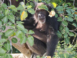Image of western chimpanzee