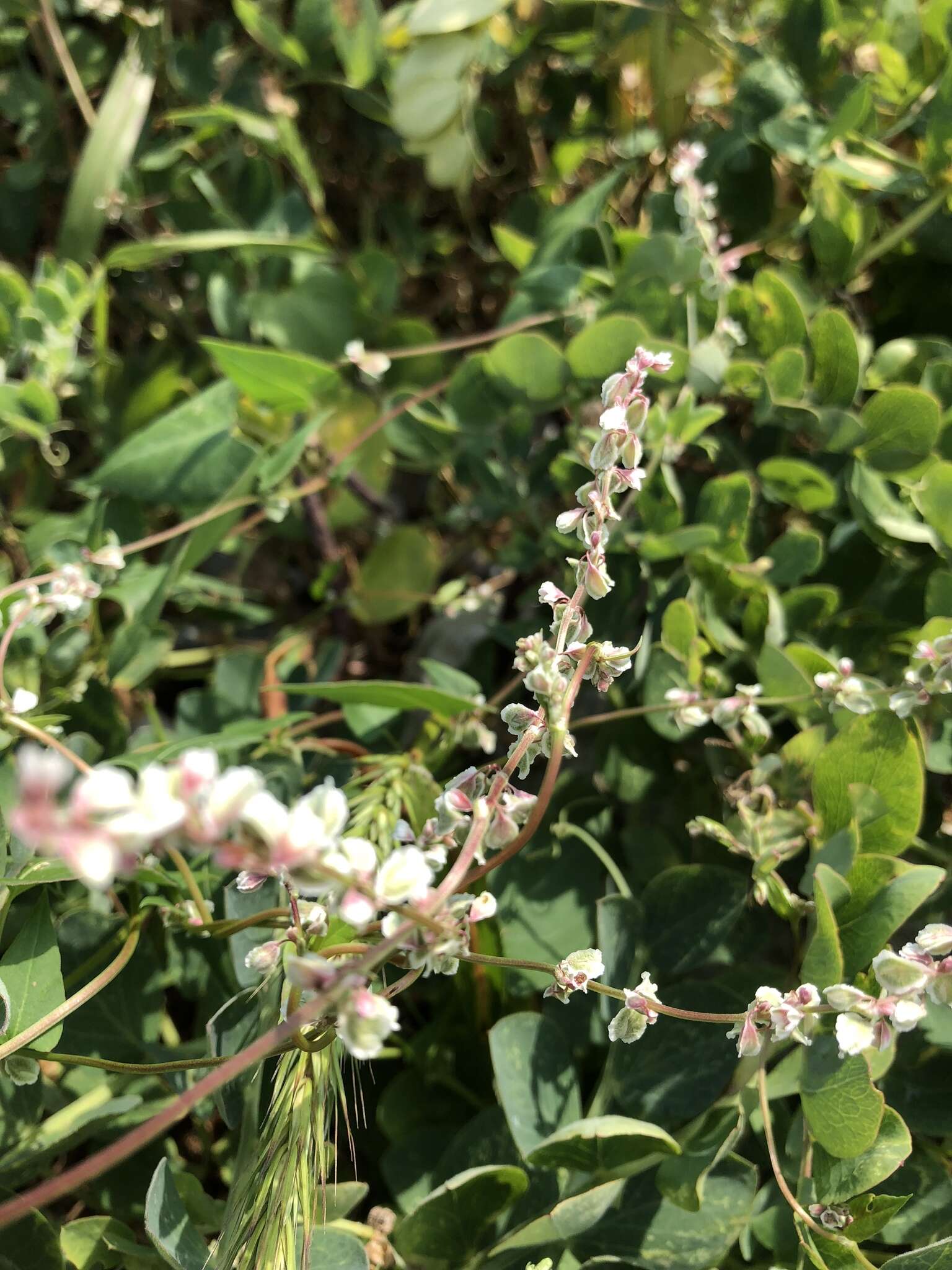 صورة Fallopia convolvulus (L.) A. Löve