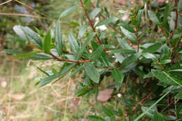 Image de Gaultheria appressa A. W. Hill