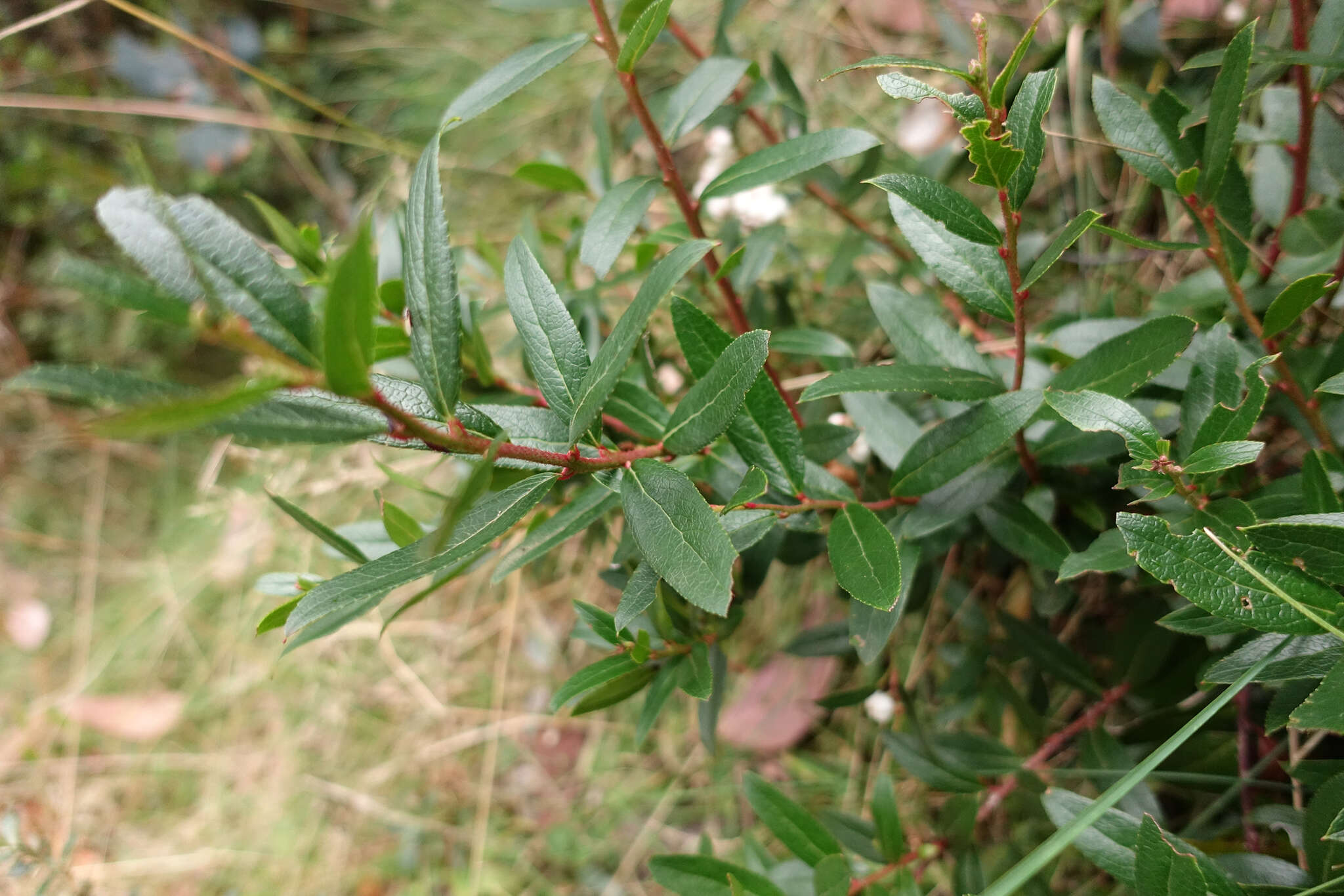 Image de Gaultheria appressa A. W. Hill