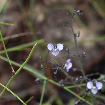 Image of Aneilema siliculosum R. Br.