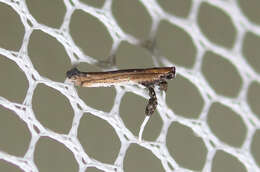 Image of Caloptilia ovatiella Opler 1969