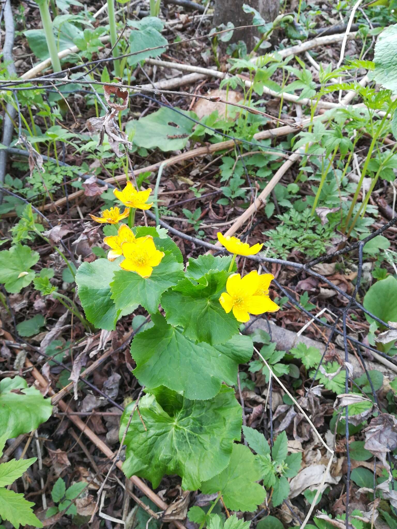 Caltha palustris var. barthei Hance的圖片