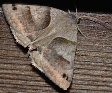 Image of Clover Looper, Range Grass-moth