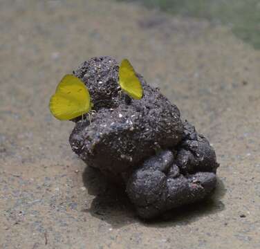 Image of Eurema hecabe (Linnaeus 1758)