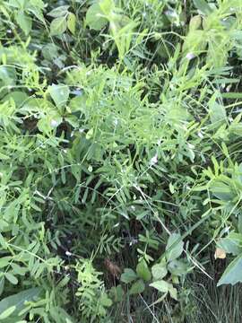 Vicia tetrasperma var. tetrasperma的圖片