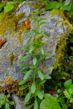 Слика од Sedum cepaea L.