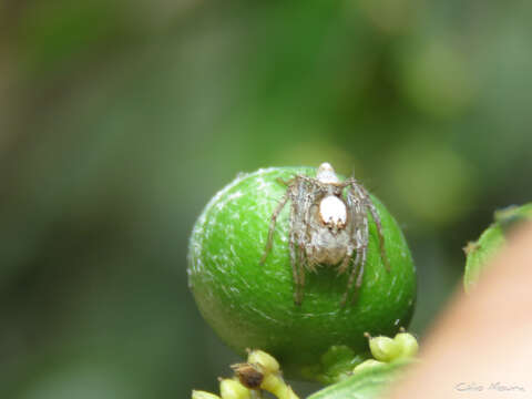 Image of Oxyopes niveosigillatus Mello-Leitão 1945