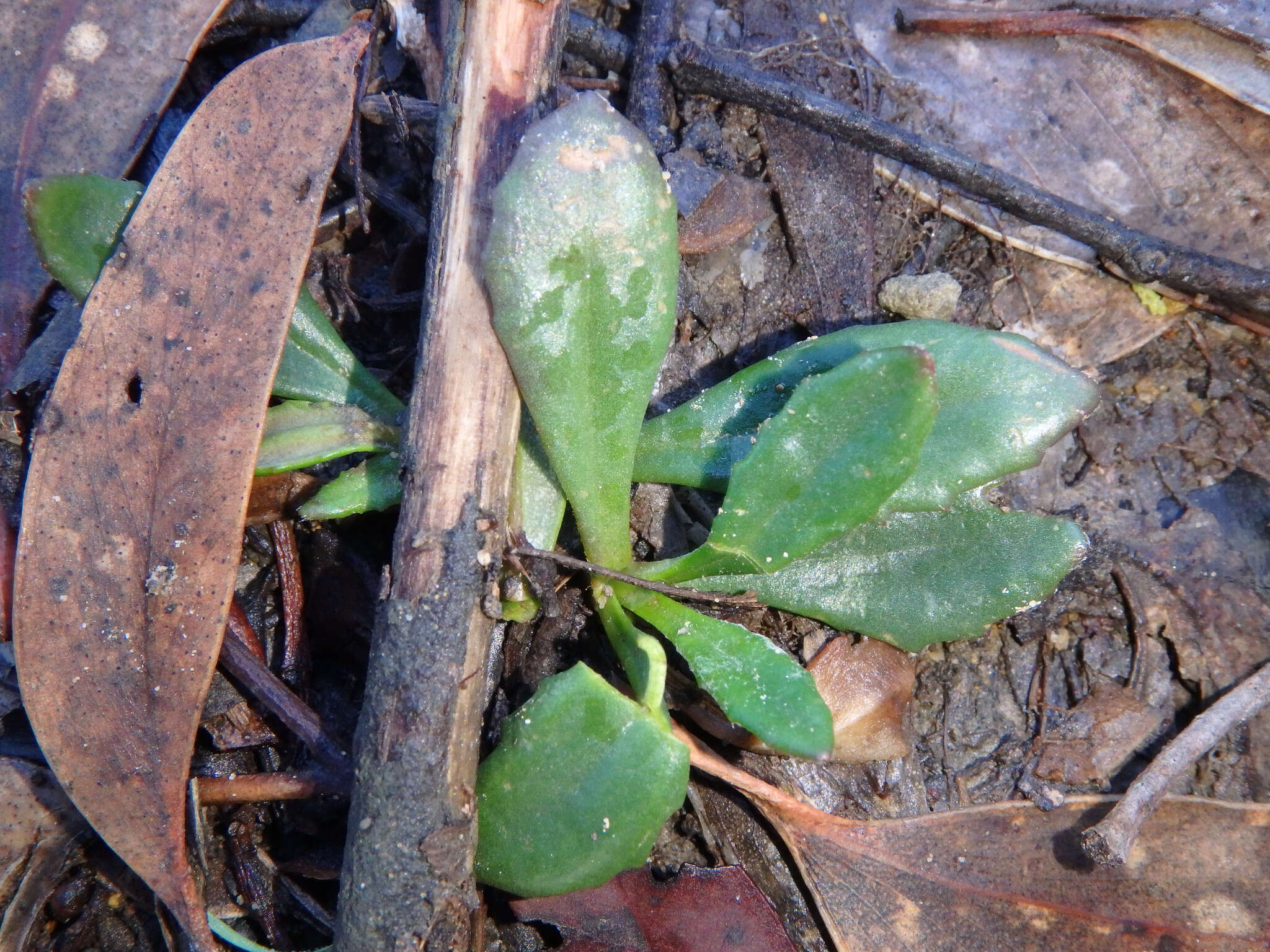 Image of Goodenia blackiana R. C. Carolin