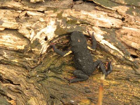 Image of Uruguay Redbelly Toad