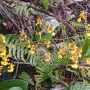 Image of Oncidium pentadactylon Lindl.