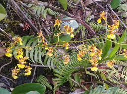 Plancia ëd Oncidium pentadactylon Lindl.