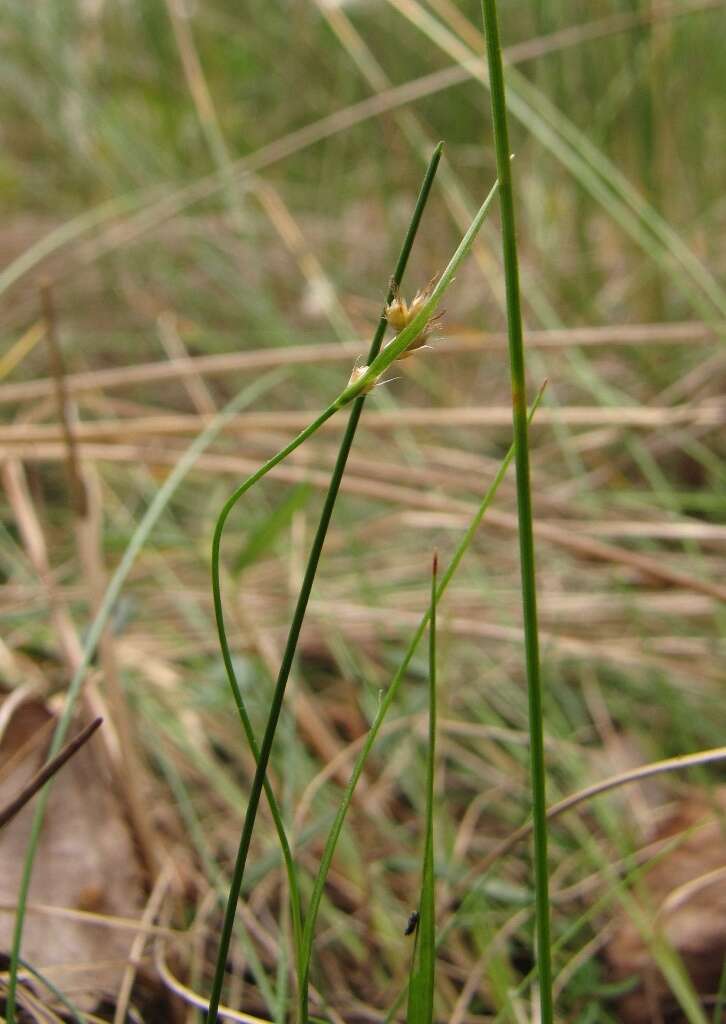 Image of Rufous Wood-Rush