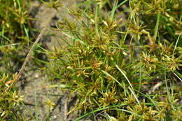 Image of Yellow Flat Sedge