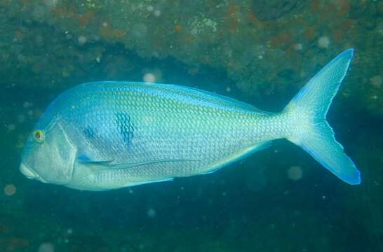 Image of Blue morwong