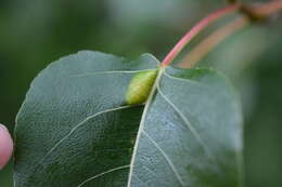 Image of Taphrina populi-salicis Mix 1947