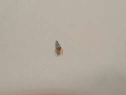 صورة Cicadella viridis (Linnaeus 1758)