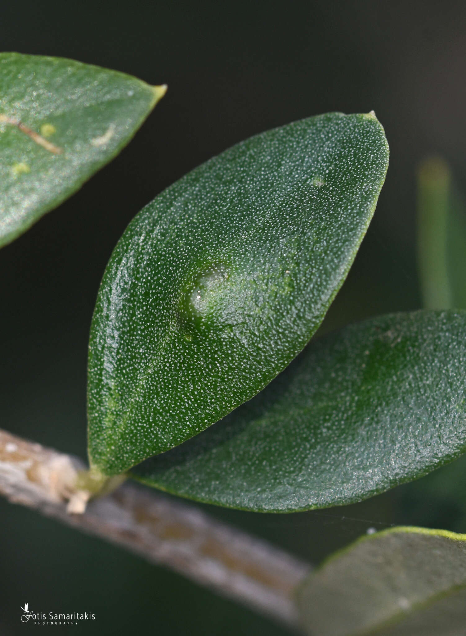 Image of Dasineura oleae (Low 1885)