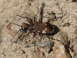 Image of Cicindela (Cicindela) sylvicola Dejean 1822