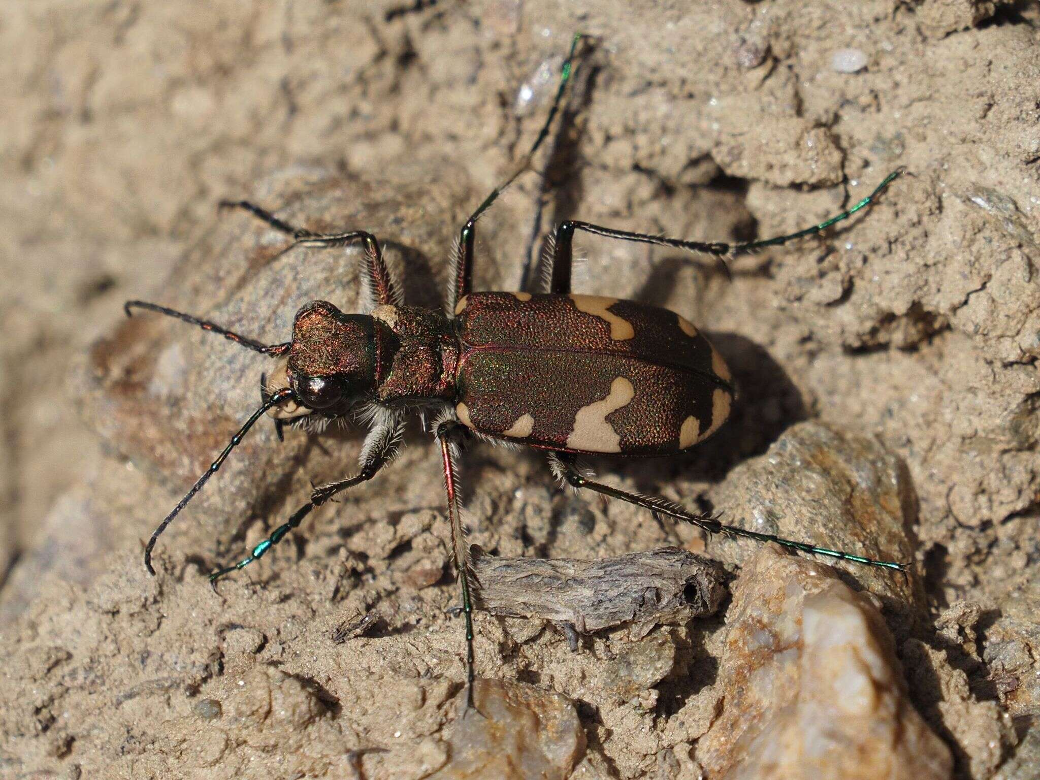 Image of Cicindela (Cicindela) sylvicola Dejean 1822