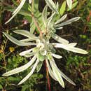 Imagem de Euphorbia bicolor Engelm. & A. Gray