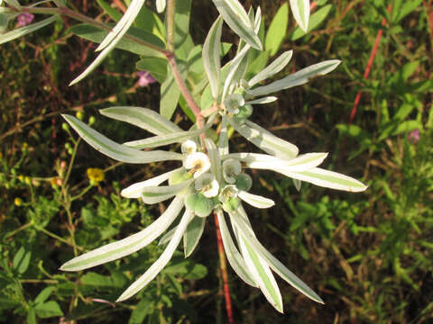 Imagem de Euphorbia bicolor Engelm. & A. Gray