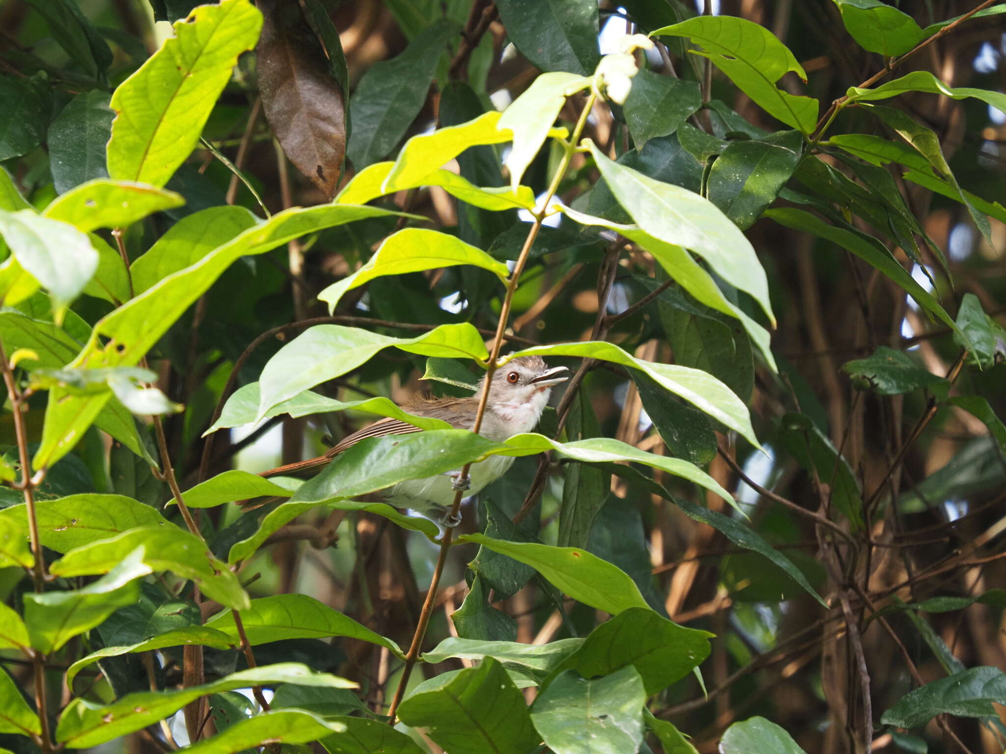 Image of Sooty-capped Babbler