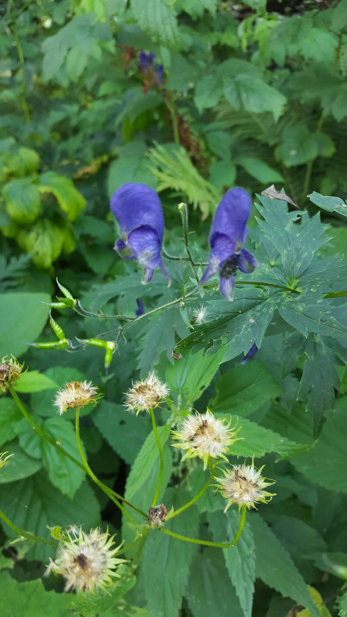 Aconitum nasutum Rchb.的圖片