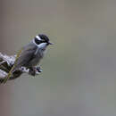 Image of Strong-billed Honeyeater