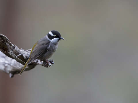 Image of Strong-billed Honeyeater