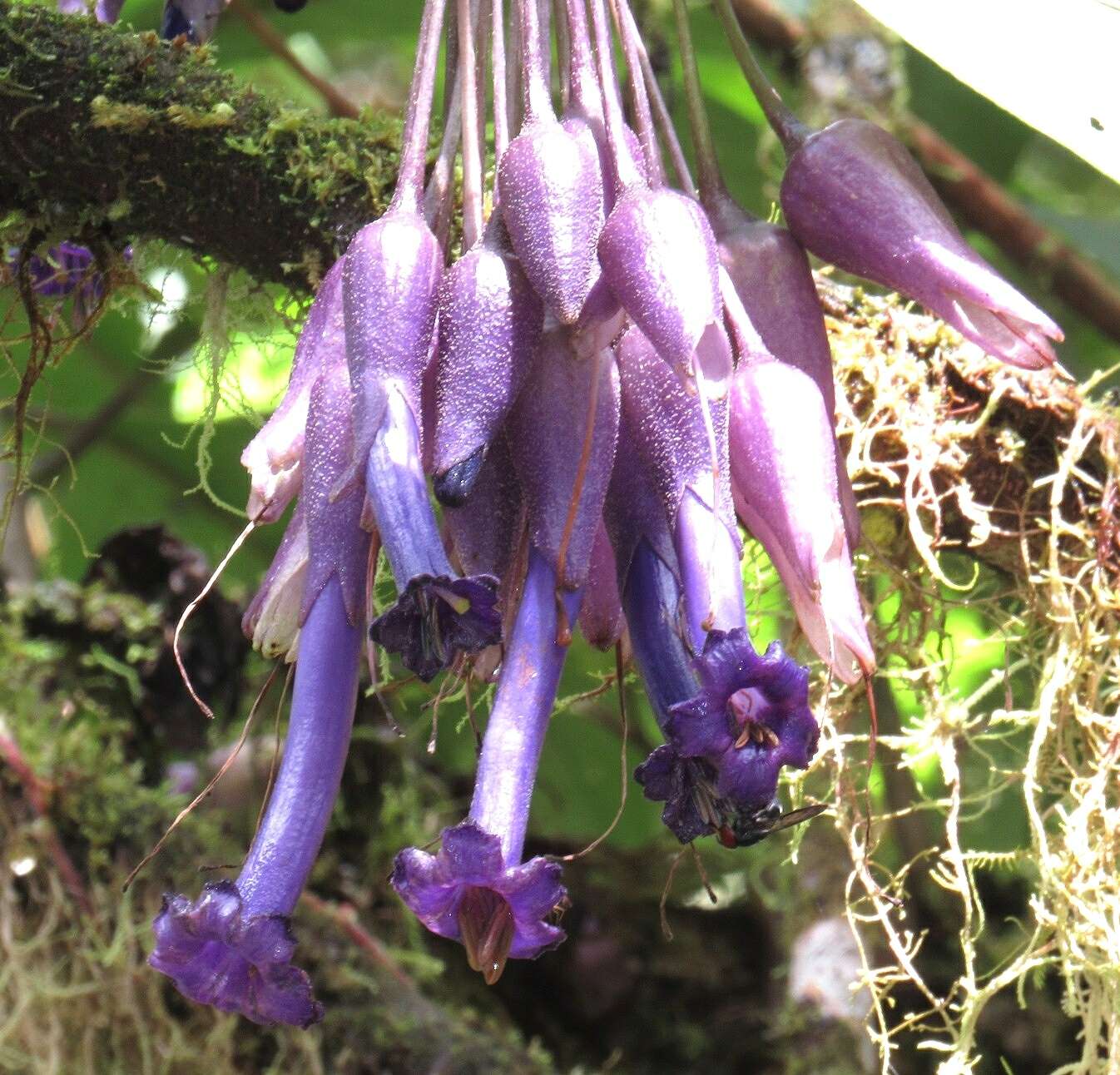 Слика од Iochroma calycina Benth.